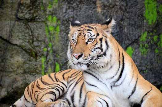 Wildlife_and_wildlife_transport_insurance